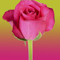 Buy canvas prints of pink rose by abdul rahman