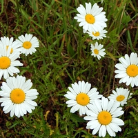 Buy canvas prints of Wild Daisies by Michael Wick