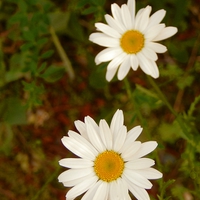 Buy canvas prints of Wild Daisies 1 by Michael Wick