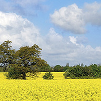 Buy canvas prints of Christleton in Bloom by Andy Heap