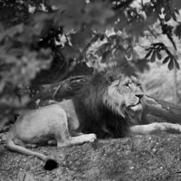 Buy canvas prints of King of the Zoo by Andy Heap