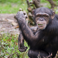 Buy canvas prints of Cheeky Chewing Chimp by Andy Heap