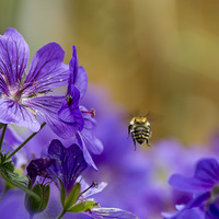 Buy canvas prints of Flight of the Bumble Bee by Andy Heap
