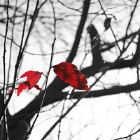Buy canvas prints of Clinging on to Autumn by Andy Heap