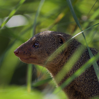 Buy canvas prints of  Mongoose by Andy Heap