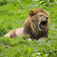 Buy canvas prints of  Sleepy Male Lion by Andy Heap