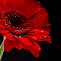 Buy canvas prints of  Big Red Flower by Andy Heap