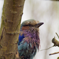 Buy canvas prints of  Lilac Breasted Roller by Andy Heap