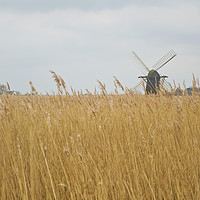 Buy canvas prints of Windmill near Somerleyton, Suffolk by Andy Heap