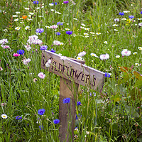 Buy canvas prints of Wildflowers by Andy Heap
