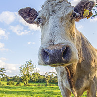 Buy canvas prints of Pretty Cow Portrait by Andy Heap