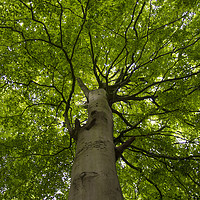 Buy canvas prints of Canopy of a Huge Tree in North Wales by Andy Heap