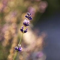 Buy canvas prints of Lavender dreaming by Fiona Miller