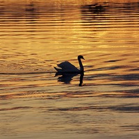 Buy canvas prints of Swan on golden pond by Fiona Miller