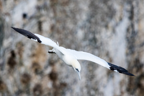 Northern gannet swooping Picture Board by Jason Wells