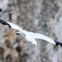 Buy canvas prints of Northern gannet swooping by Jason Wells