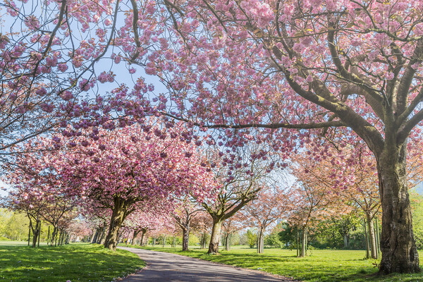 Cherry blossom on an avenue of trees Picture Board by Jason Wells