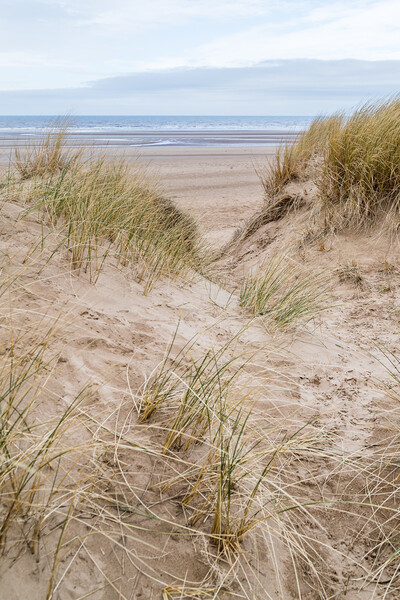 Marram grass on the dunes at Formby Picture Board by Jason Wells