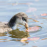 Buy canvas prints of Coot chick pecking a lily pad by Jason Wells