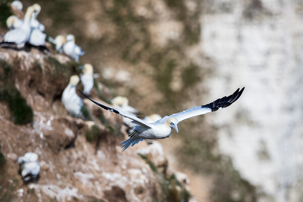 Northern gannet passing the rugged cliffs Picture Board by Jason Wells