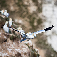 Buy canvas prints of Northern gannet passing the rugged cliffs by Jason Wells