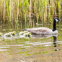 Buy canvas prints of Canadian geese chicks follow a parent by Jason Wells