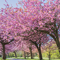 Buy canvas prints of Cherry blossom on an avenue of trees by Jason Wells
