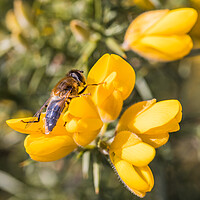 Buy canvas prints of Bee landing on a yellow gorse flower by Jason Wells