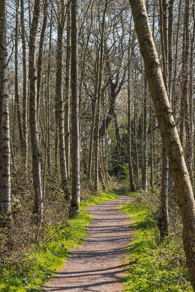 Pathway through Boilton Wood Picture Board by Jason Wells