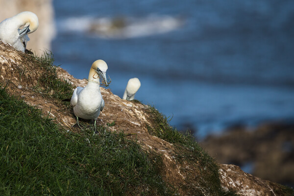Northern gannet gathering grass for its nest Picture Board by Jason Wells