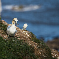Buy canvas prints of Northern gannet gathering grass for its nest by Jason Wells