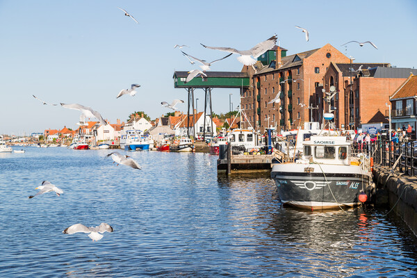 Gulls feeding in Wells Next The Sea harbour Picture Board by Jason Wells