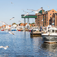 Buy canvas prints of Gulls feeding in Wells Next The Sea harbour by Jason Wells