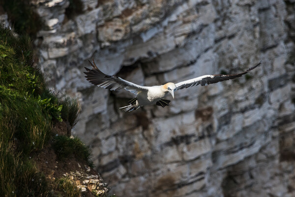 Northern gannet prepares to land Picture Board by Jason Wells