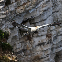 Buy canvas prints of Northern gannet prepares to land by Jason Wells