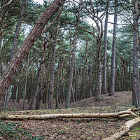 Buy canvas prints of Formby Woods landscape by Jason Wells