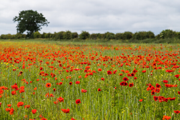 Poppy field at Brancaster Picture Board by Jason Wells