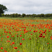Buy canvas prints of Poppy field at Brancaster by Jason Wells