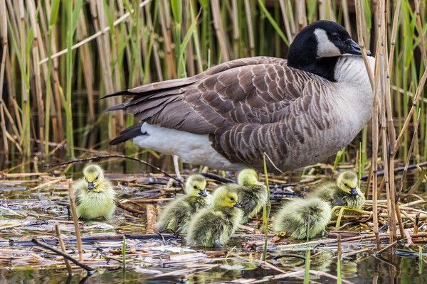 Canadian geese chicks rest on the waters edge with a parent Picture Board by Jason Wells