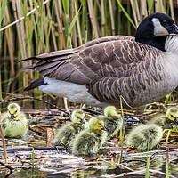 Buy canvas prints of Canadian geese chicks rest on the waters edge with a parent by Jason Wells