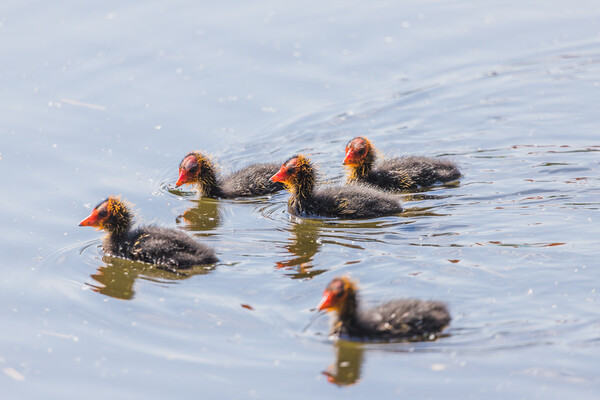 Moorhen chicks explore the waters edge Picture Board by Jason Wells