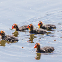 Buy canvas prints of Moorhen chicks explore the waters edge by Jason Wells