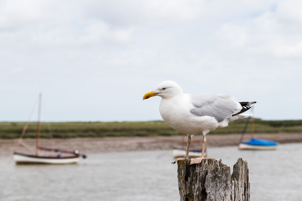 Gull resting on a wooden post at Burnham Overy Staithe Picture Board by Jason Wells