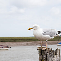 Buy canvas prints of Gull resting on a wooden post at Burnham Overy Staithe by Jason Wells