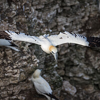 Buy canvas prints of Northern gannet glides passed a colony by Jason Wells