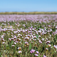 Buy canvas prints of Carpet of Matted Sea Lavender by Jason Wells
