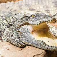 Buy canvas prints of Siamese Crocodile close up by Jason Wells