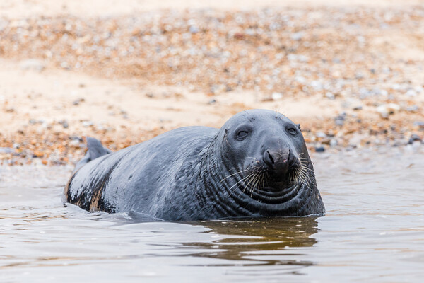 Grey Seal laying off Blakeney beach Picture Board by Jason Wells