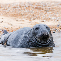 Buy canvas prints of Grey Seal laying off Blakeney beach by Jason Wells