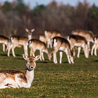 Buy canvas prints of Doe lying on the grass by Jason Wells